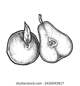 Realistic hand drawn pear and sliced fruit. Vector vintage drawing of organic and natural ingredient for juice and jam, compote. Market grocery menu. Biology or botany gastronomy plant. Harvest
