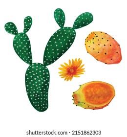 Realistic hand drawn set of watercolor cactus and succulent with flower and cactus fruit illustration for wedding gift card invitation design 