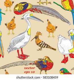 Realistic hand drawn sketch colorful seamless pattern of beautiful exotic tropical birds - Pheasant, pelican, hoopoe, cockatoo vector  illustration