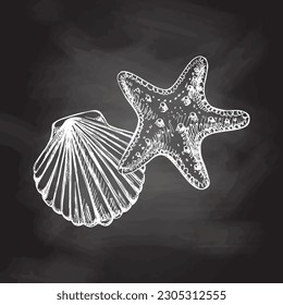 Realistic hand drawn sketch of saltwater scallop seashell, clam, conch and marine Starfish. Scallop sea shell, sketch style vector illustration isolated on chalkboard  background.