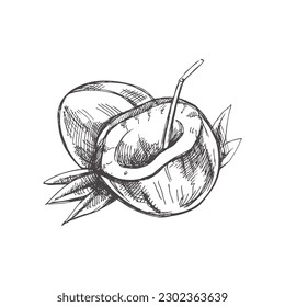 Realistic hand drawn sketch of a whole coconut and coconut with straw. Vintage vector illustration isolated on white background. 