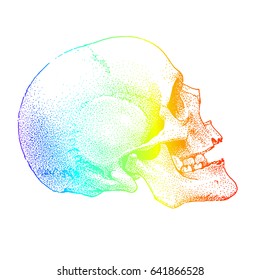 Realistic hand drawn skull in rainbow colors. Vector object isolated on white background.T-shirt print.