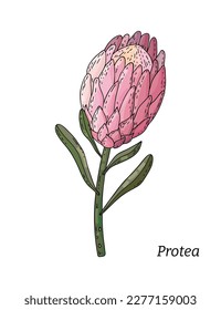Realistic hand drawn vector illustration of unopened prothea flower bud. Tropical king flower protea in bloom. 