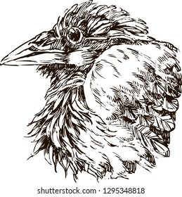 Realistic hand drawn vector picture of a crow.