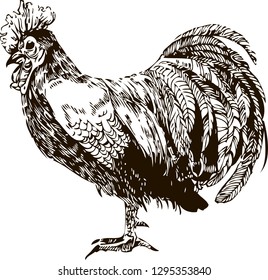 Realistic hand drawn vector picture of a rooster.