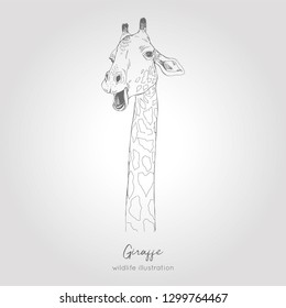 Realistic hand drawn vector sketch of giraffe head.
