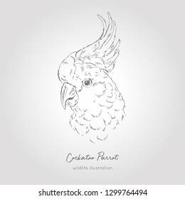 Realistic hand drawn vector sketch of cockatoo parrot head profile view