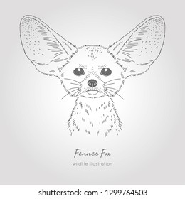 Realistic hand drawn vector sketch of fennec fox head symmetrical front view.