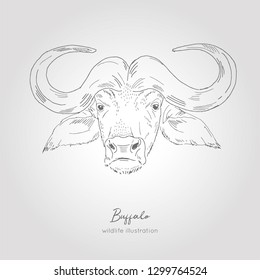 Realistic hand drawn vector sketch of buffalo head.