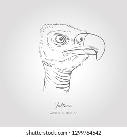 Realistic hand drawn vector sketch of vulture bird head side view.