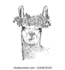 Realistic hand-drawn adult lama alpaca portrait vector illustration for tattoo, posters	