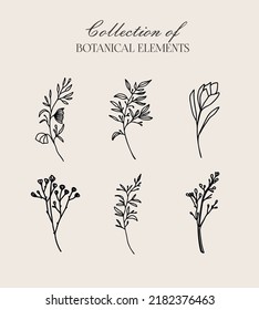 Realistische handgezeichnete Kräuter und Wildblumen. Vektorgrafik

