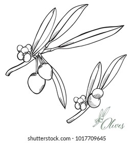 Realistic Hand-drawn Olives Vector Set Retro Design
