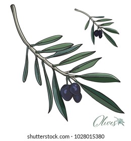 Realistic Hand-drawn Olives Vector Set on a white background
