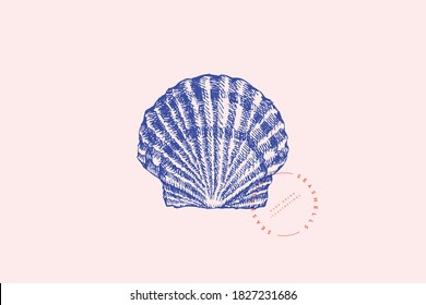 Realistic hand-drawn scallop shell. Ancient saltwater clam, conch engraved line. Fauna of the sea and ocean in retro style. Design element for menu, invitation, poster, postcard.