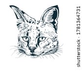 Realistic hand-drawn sketch of serval. Serval wild cat portrait. Vector illustration on white background