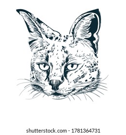 Realistic hand-drawn sketch of serval. Serval wild cat portrait. Vector illustration on white background