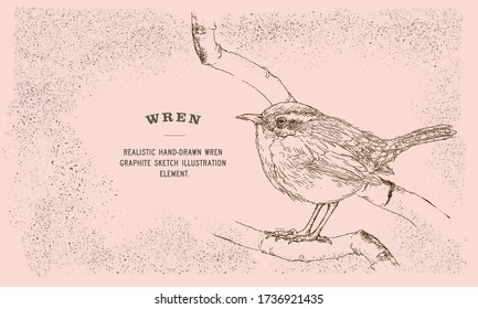 Realistic hand-drawn wren graphite sketch vector illustration element with texture, bird on a branch