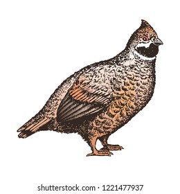 Realistic hazel grouse. Idea of illustration for book on biology. Vector.