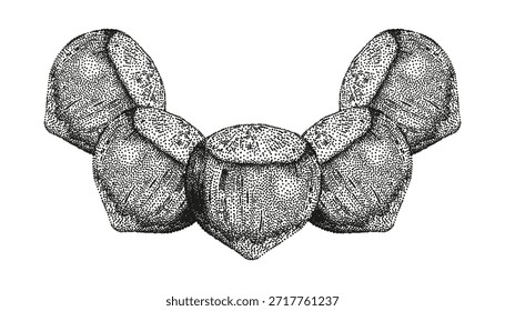 Ilustración realista de avellanas con contornos trazados y sombreado de puntos en estilo de Vector editable limpio.