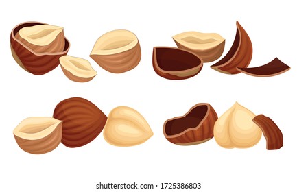 Realistic Hazelnuts with Whole and Cracked Shell Vector Set