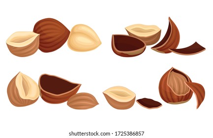 Realistic Hazelnuts with Whole and Cracked Shell Vector Set