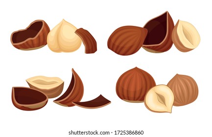 Realistische Haselnüsse mit Ganzem und Cracken-Shell-Vector-Set