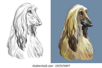 Realistic head of Afghan Hound dog. Vector black and white and colorful isolated illustration of dog. For decoration, coloring book, design, prints, posters, postcards, stickers, tattoo, t-shirt