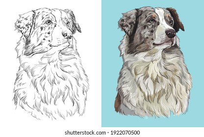 Realistic head of american Australian shepherd. Vector black and white and colorful isolated illustration of dog. For decoration, coloring book, design, prints, posters, postcards, stickers, tattoo