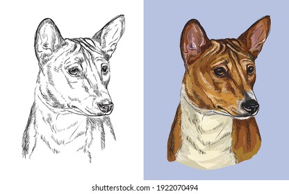 Realistic head of american Basenji. Vector black and white and colorful isolated illustration of dog. For decoration, coloring book, design, prints, posters, postcards, stickers, tattoo, t-shirt