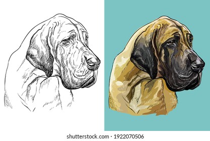 Realistic head of american Great Dane. Vector black and white and colorful isolated illustration of dog. For decoration, coloring book, design, prints, posters, postcards, stickers, tattoo, t-shirt