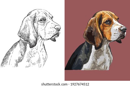 Realistic head of Beagle dog. Vector black and white and colorful isolated illustration of dog. For decoration, coloring book, design, prints, posters, postcards, stickers, tattoo, t-shirt
