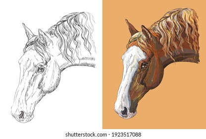 Realistic head of beautiful horse. Vector black and white and colorful isolated illustration of horse. For decoration, coloring book, design, prints, posters, postcards, stickers, tattoo, t-shirt