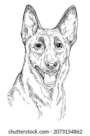 Realistic head of belgian shepherd malinois dog vector hand drawing illustration isolated on white background. For decoration, coloring book pages, design, print, posters, postcards, stickers, t-shirt