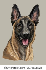 Realistic head of belgian shepherd malinois dog. Color vector hand drawing illustration isolated on gray background. For decoration, design, print, posters, postcards, stickers, t-shirt, embroidery svg