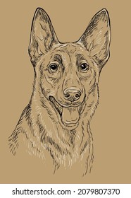 Realistic head of belgian shepherd malinois dog vector hand drawing illustration isolated on brown background. For decoration, coloring book pages, design, print, posters, postcards, stickers, t-shirt