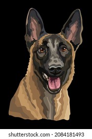 Cabeza realista del pastor belga malinois dog. Ilustración del vector de color aislada en el fondo negro. Para decoración, diseño, impresión, carteles, postales, pegatinas, camisetas, bordado