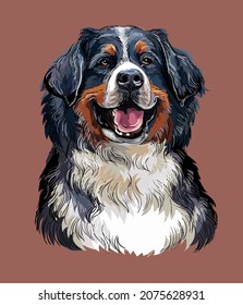 Realistic head of bernese mountain dog. Color vector hand drawing illustration isolated on red background. For decoration, design, print, posters, postcards, stickers, t-shirt, embroidery