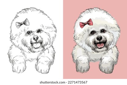 Realistic head of Bichon Frise dog. Vector black and white and colorful isolated illustration of dog. For decoration, coloring book, design, print, posters, postcards, stickers, tattoo, t-shirt