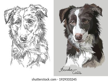Realistic head of border collie. Vector black and white and colorful isolated illustration of dog. For decoration, coloring book pages, design, prints, posters, postcards, stickers, tattoo.