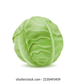 Realistic head of cabbage, vegetarian food, object for design.