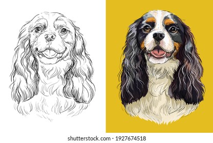 Realistic head of Cavalier King Charles Spaniel. Vector black and white and colorful isolated illustration of dog. For decoration, coloring, design,prints, posters, postcards, stickers,tattoo,t-shirt