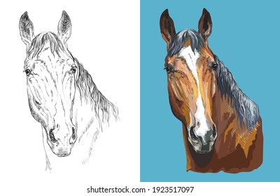 Realistic head of chestnut horse. Vector black and white and colorful isolated illustration of horse. For decoration, coloring book, design, prints, posters, postcards, stickers, tattoo, t-shirt