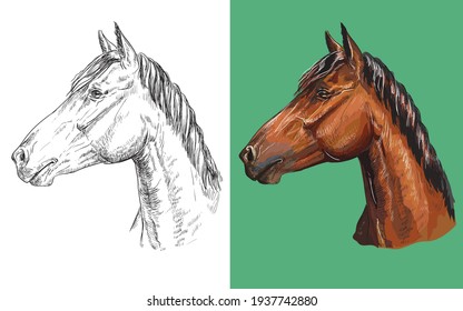 Realistic head of chestnut horse. Vector black and white and colorful isolated illustration of horse. For decoration, coloring book, design, prints, posters, postcards, stickers, tattoo, t-shirt