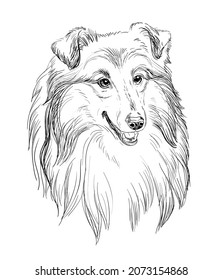 Realistic head of Collie dog vector hand drawing illustration isolated on white background. For decoration, coloring book pages, design, print, posters, postcards, stickers, t-shirt