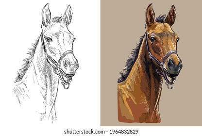 Realistic head of colt in the halter. Vector black and white and colorful isolated illustration of horse. For decoration, coloring book, design, prints, posters, postcards, stickers, tattoo, t-shirt