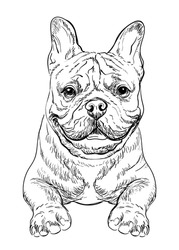 Realistic Head Of French Bulldog Dog Vector Hand Drawing Illustration Isolated On White Background. For Decoration, Coloring Book Pages, Design, Print, Posters, Postcards, Stickers, T-shirt
