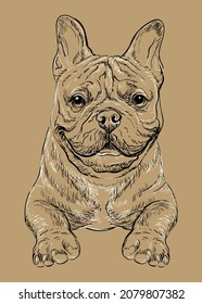 Realistic head of French bulldog dog vector hand drawing illustration isolated on brown background. For decoration, coloring book pages, design, print, posters, postcards, stickers, t-shirt