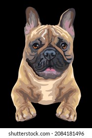 Realistic head of French bulldog dog. Color vector illustration isolated on black background. For decoration, design, print, posters, postcards, stickers, t-shirt, embroidery