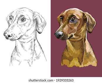 Realistic head of german pinscher. Vector black and white and colorful isolated illustration of dog. For decoration, coloring book pages, design, prints, posters, postcards, stickers, tattoo.